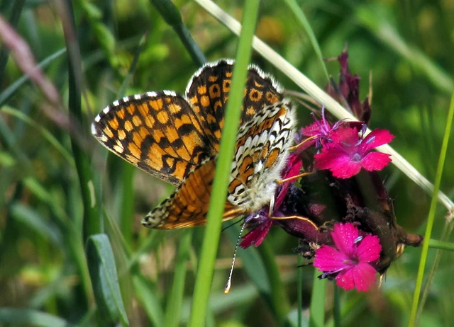 Melitaea cinxia - réti tarkalepke