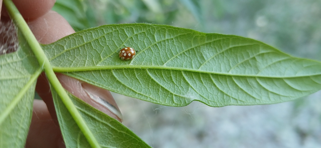Vibidia duodecimguttata - tizenkétcseppes füsskata