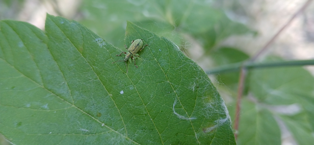 Phyllobius argentatus - ezüstös levélormányos