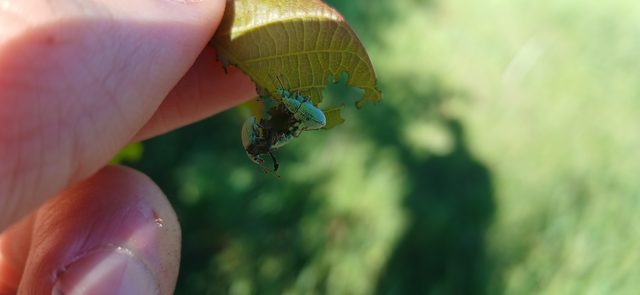Phyllobius virideaeris - halványzöld levélormányos