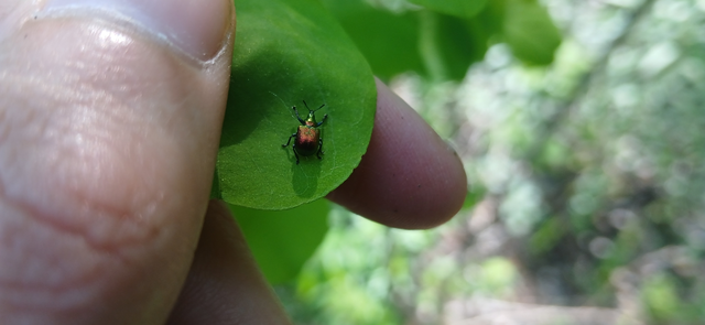Byctiscus populi - nyárfa-levélsodró