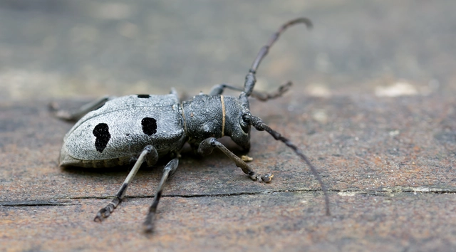 Morimus asper funereus - gyászcincér
