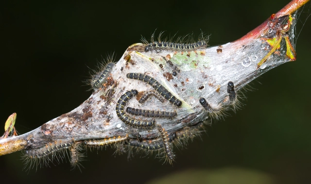 Eriogaster lanestris - tavaszi gyapjasszövő