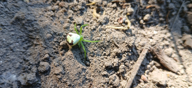 Ebrechtella tricuspidata - alakoskodó karolópók