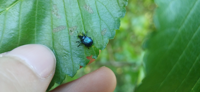 Byctiscus betulae - szőlő-levélsodró