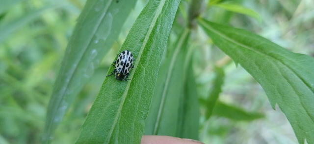 Chrysomela vigintipunctata - húszfoltos fűzlevelész