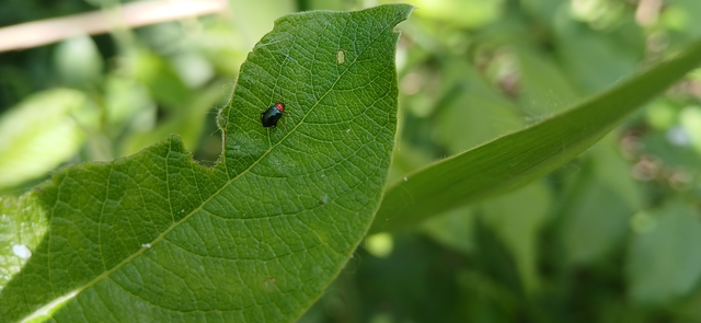 Crepidodera aurata - ékes fűz-földibolha