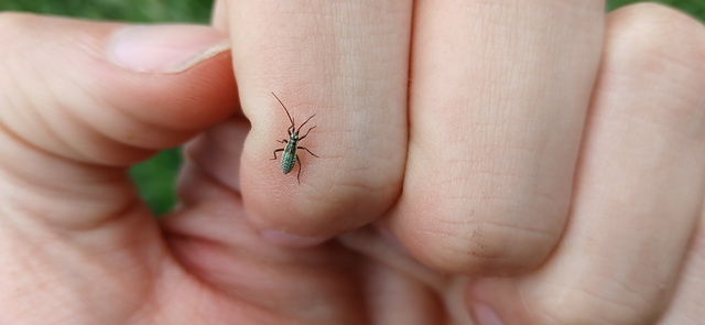Leptopterna dolabrata - közönséges mezeipoloska