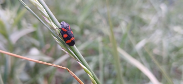 Cercopis arcuata/sanguinolenta