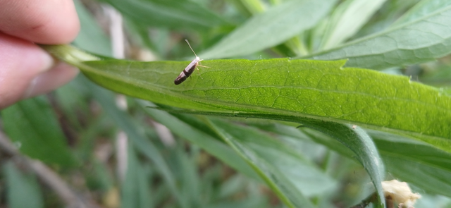 Argyresthia pruniella - meggyvirág-aranymoly
