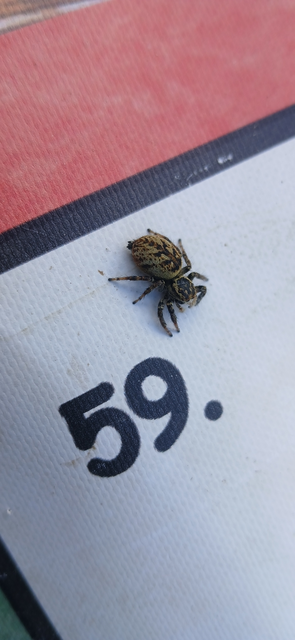 Carrhotus xanthogramma - rozsdás ugrópók
