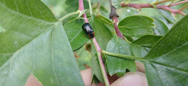 Smaragdina aurita - feketehátú zsáklevelész