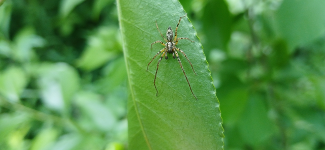 Anyphaena accentuata - jegyespók