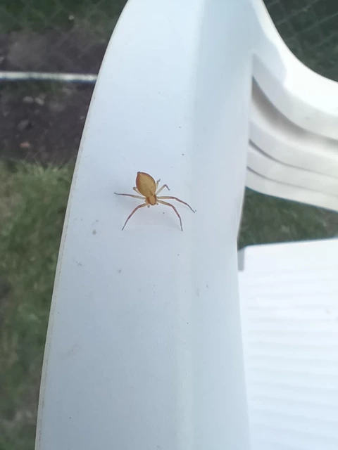 Philodromus