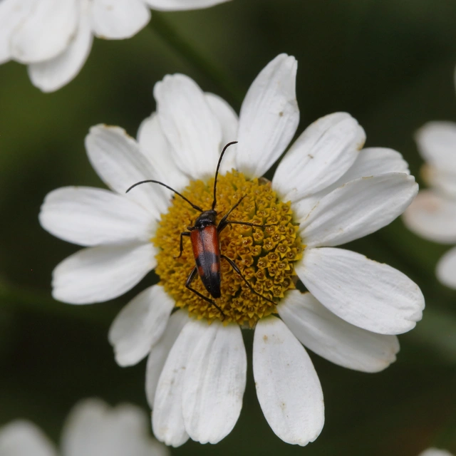 Stenurella bifasciata - kétöves karcsúcincér