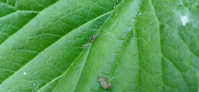 Dictynidae - hamvaspókok