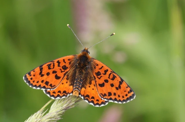 Melitaea didyma - tüzes tarkalepke