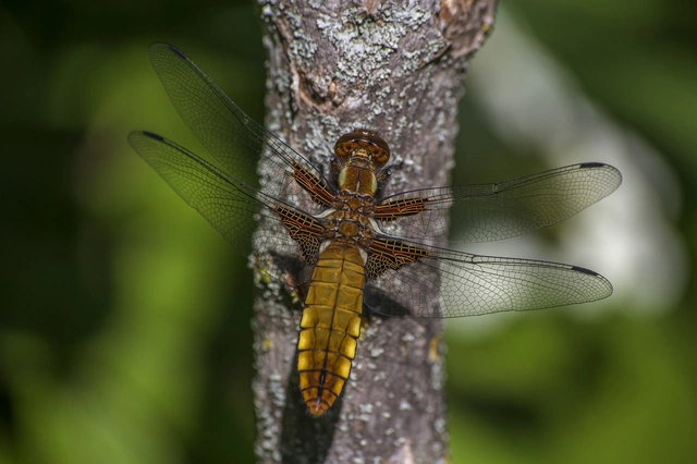 Libellula depressa - széles laposacsa