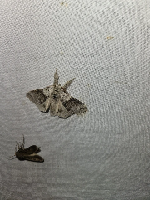 Calliteara pudibunda - hamvasszövő