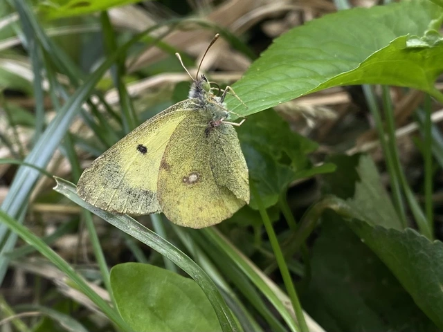 Colias erate - csángó-kéneslepke