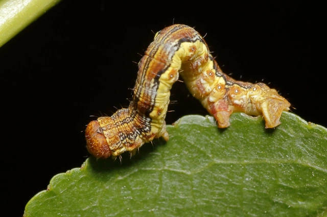 Erannis defoliaria - nagy téliaraszoló