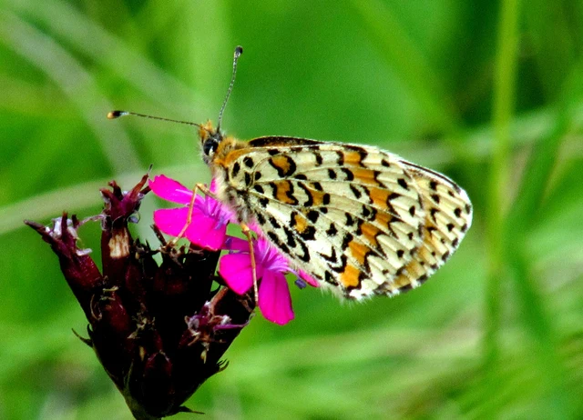 Melitaea trivia - kis tarkalepke
