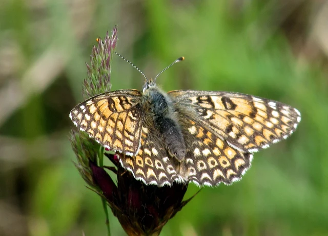 Melitaea cinxia - réti tarkalepke