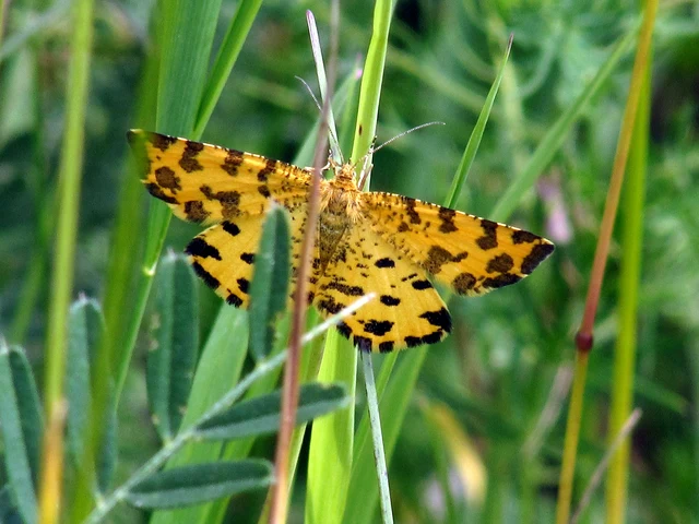 Pseudopanthera macularia - párducfoltos araszoló
