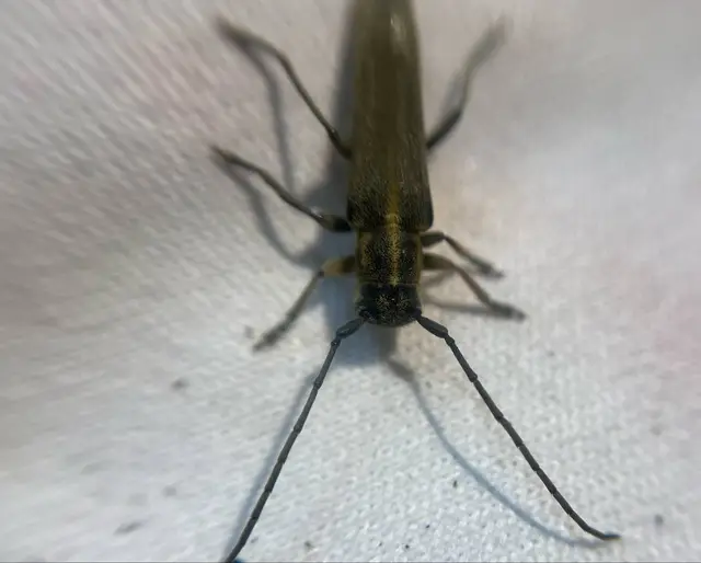 Phytoecia nigricornis - ürömcincér