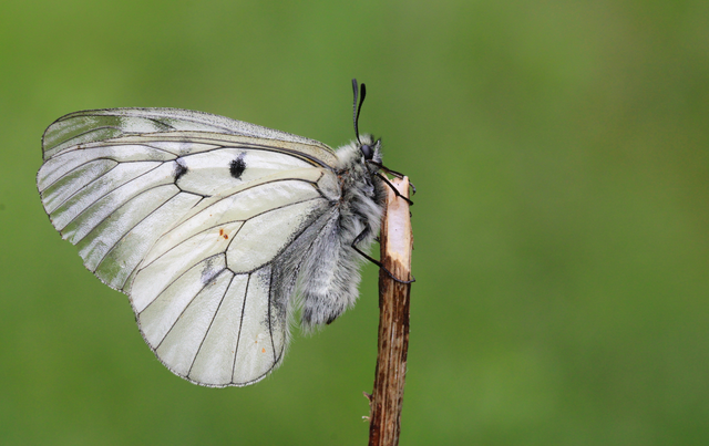 Parnassius mnemosyne - kis apollólepke