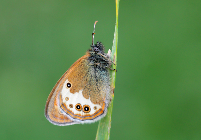 Coenonympha arcania - fehéröves szénalepke