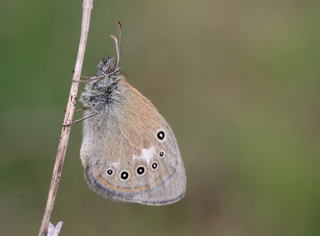 Coenonympha glycerion - közönséges szénalepke