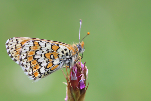 Melitaea cinxia - réti tarkalepke