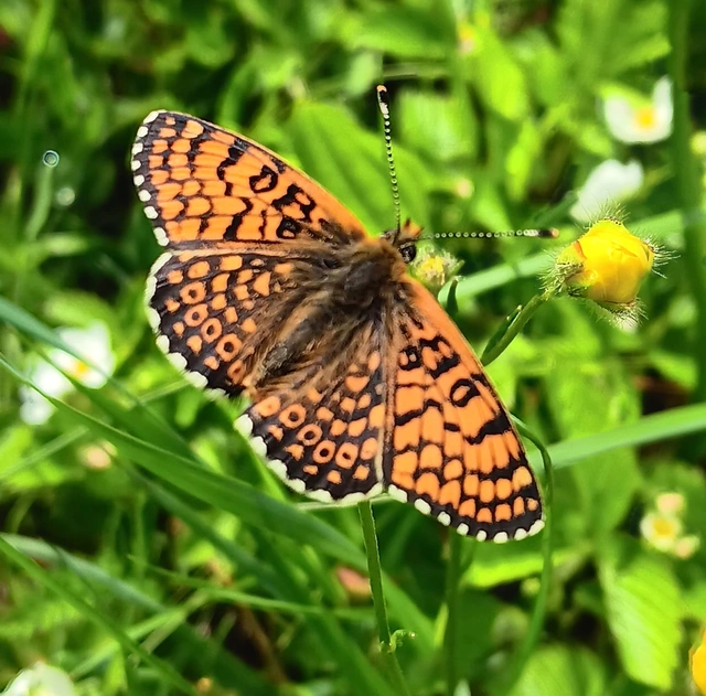 Melitaea cinxia - réti tarkalepke