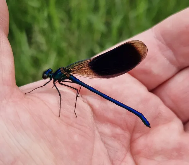 Calopteryx splendens - sávos szitakötő