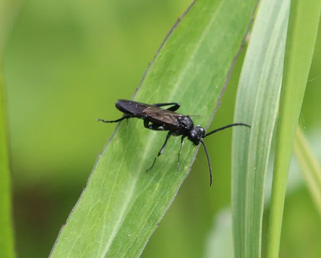 Macrophya duodecimpunctata