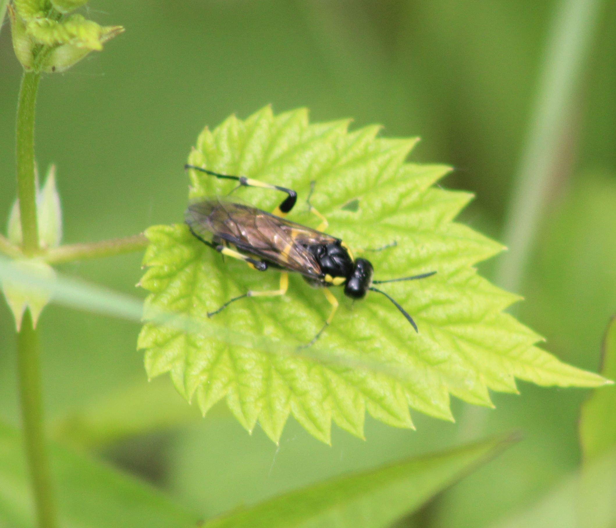 Macrophya montana - hegyi levéldarázs