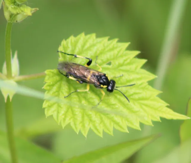 Macrophya montana - hegyi levéldarázs