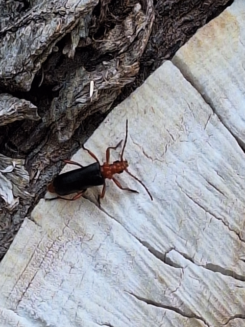 Rhamnusium bicolor - kétszínű nyárfacincér