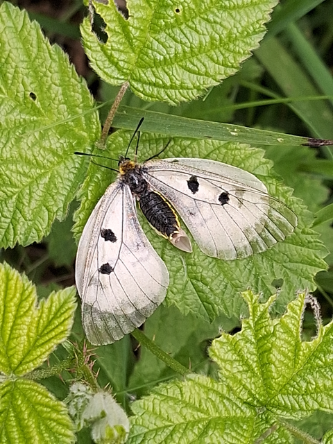 Parnassius mnemosyne - kis apollólepke