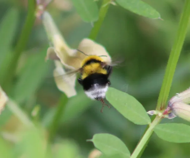 Bombus ruderatus - ligeti poszméh