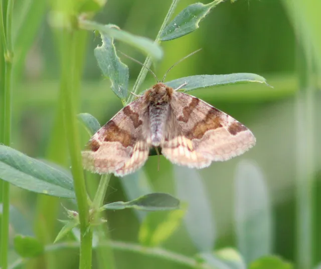 Euclidia glyphica - közönséges nappalibagoly