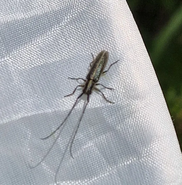Agapanthia cardui - sávos bogáncscincér