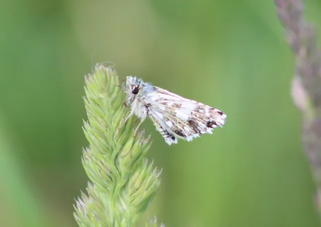 Pyrgus armoricanus - feles busalepke