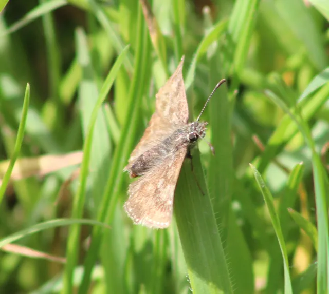 Erynnis tages - cigánylepke