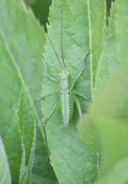 Tettigonia