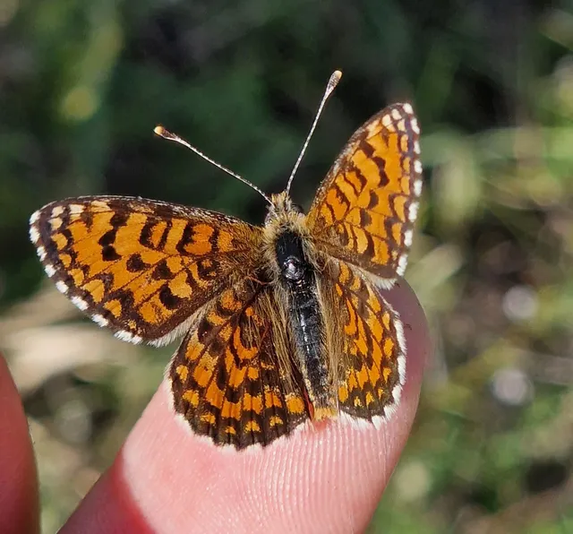 Melitaea trivia - kis tarkalepke