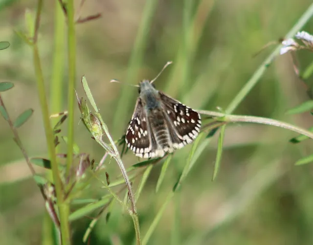 Pyrgus armoricanus - feles busalepke