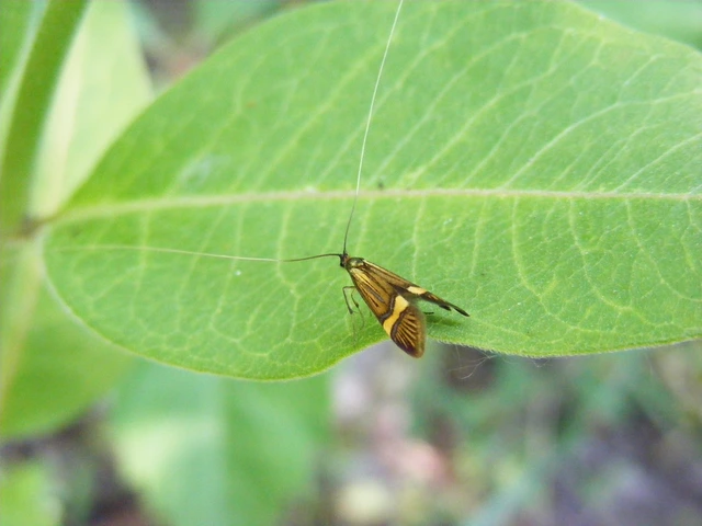Nemophora degeerella - pompás tőrösmoly