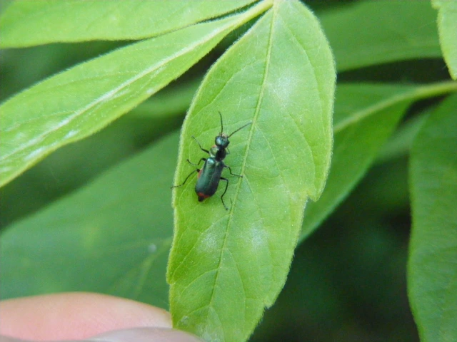 Malachius bipustulatus - kétfoltos bibircsesbogár